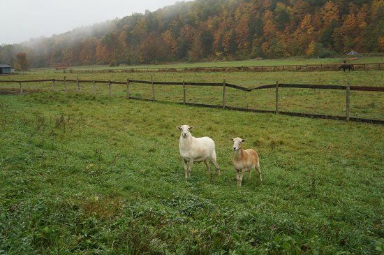 Catskill Animal Sanctuary